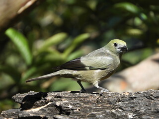 Palm Tanager