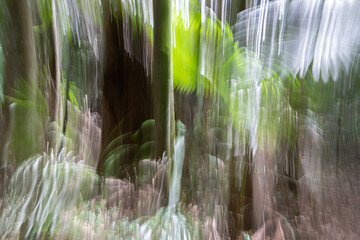 Bright green of fern frond catching sunlight in motion blur deep in rain forest