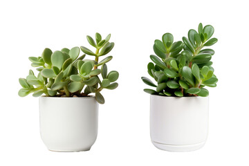 Jade Plant on a white background