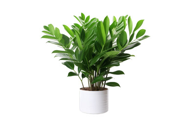 A green potted plant against a white background