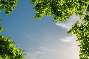 Panoramic green leaves background image
