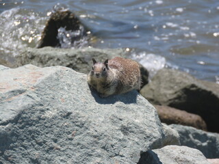 California ground squirrel San Diego Bay