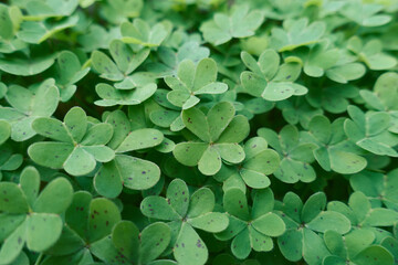 flowers grass grass and natural texture pictures