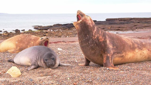 Female Elephant Seals calling out on the beach where they rest and flick the sand in air with their flippers