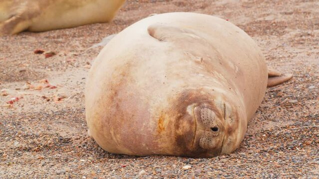 Tilt Down shot showing Elephant seal females resting on the sandy beach of Argentina 