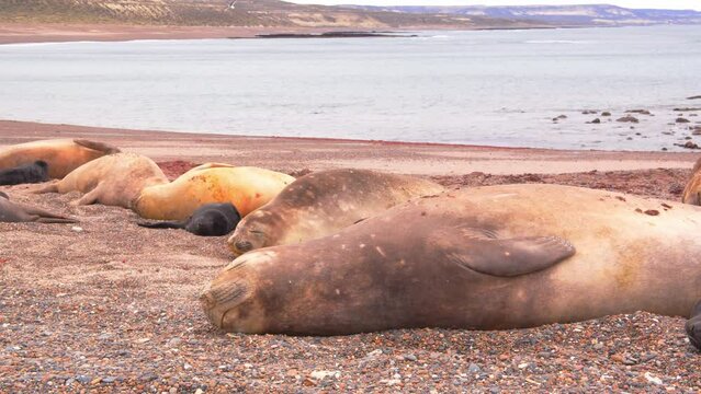 Ground level panning shot of Elephant seal females and pups laying on the sandy beach by the sea