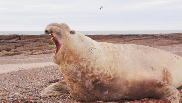 New Young Beach Master Elephant seal calls out with its elongated nose that looks like a trunk and goes to dozing off