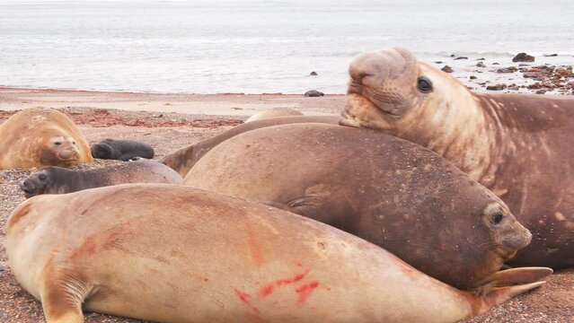 Dominant Male Elephant Seal tries hard to over power the female in his harem which she resists to 