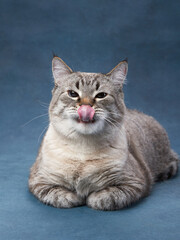 Serene tabby cat lounges, studio portrait with subtle grace. Soft grey stripes and attentive gaze...