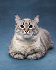 Serene tabby cat lounges, studio portrait with subtle grace. Soft grey stripes and attentive gaze exude a calm feline presence