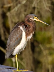 Tricolored Heron formerly Louisana Heron