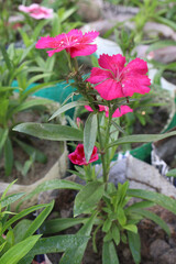 Telstar Carmine Rose Dianthus flower plant