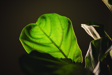 Vivid Green Leaf Close-Up