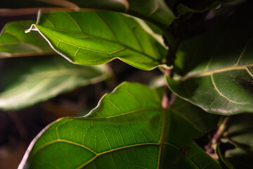 Lush Indoor Plant Leaves with Soft Focus
