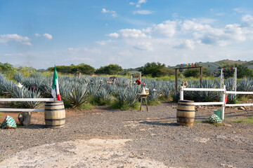 En el campo de agave hay barriles, sombreros y banderas.