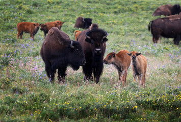 Bison in Babb, Montana