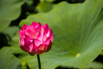 Pink lotus flower in full bloom in the pond