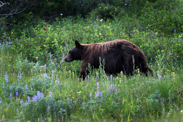 Grizzly in Glacier NP, Babb, MT
