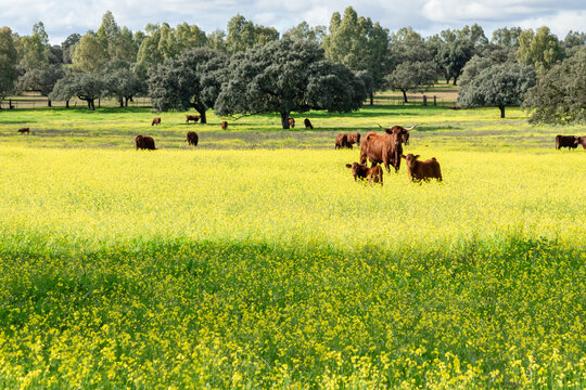 Livestock Life in the Countryside: Retinta Cows and Calves among Yellow Flowers, Trees, and a Dramatic Sky.