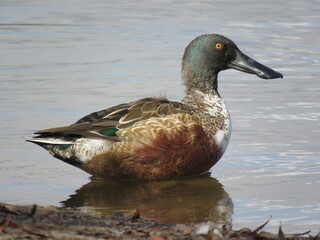 Male Northern Shoveler