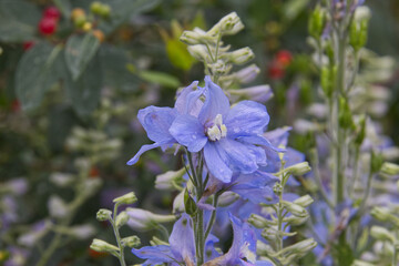 Blooming Delphiniums in the Summer