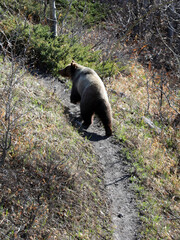Grizzly Bear in Kananaskis Country, Alberta CA