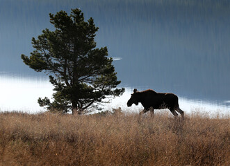 Moose in Glacier NP, Babb, MT