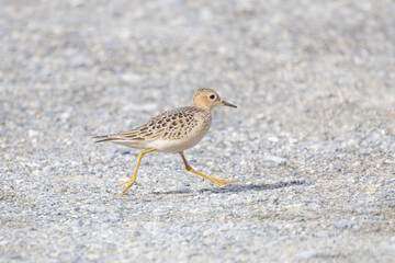 Buff-breasted Sandpiper bird