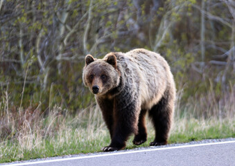 Grizzly Bear in Kananaskis Country, Alberta CA