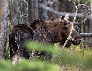 Moose in Glacier NP, Babb, MT
