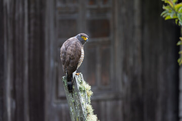 Perched Roadside Hawk