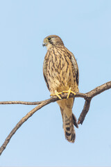 Eurasian Kestrel bird