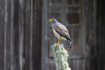 Perched Roadside Hawk