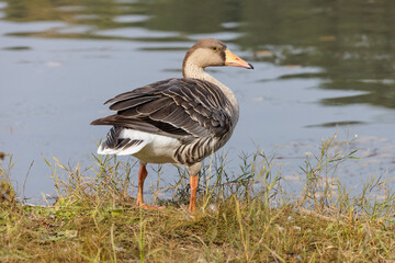 Greylag Goose bird