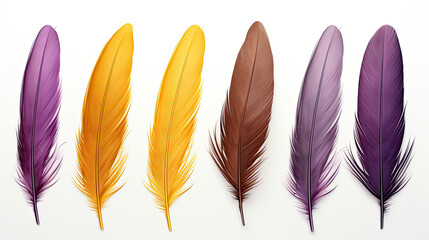 colorful bird feathers isolated on a white background
