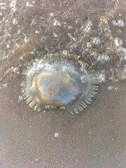 Selective focus. Transparent jellyfish washed up on the beach in the afternoon. 
