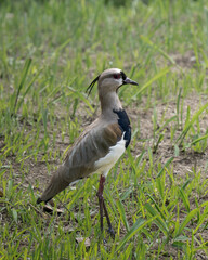 Vanellus chilensis