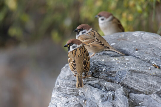 Eurasian Tree Sparrow bird