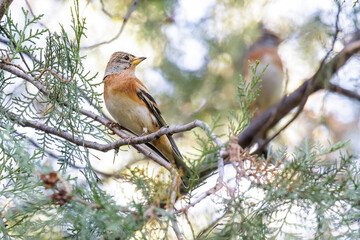 brown Brambling bird