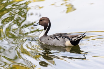 Pin-tailed Duck bird