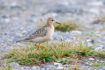 Buff-breasted Sandpiper bird