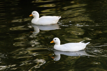 White Call Duck bird