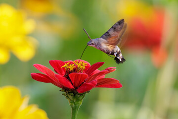 Hummingbird hawk moth