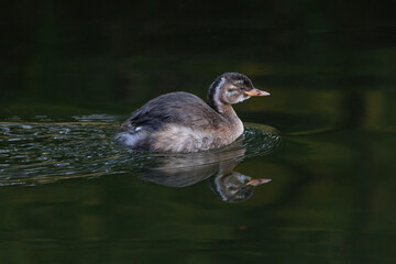 Little Grebe bird