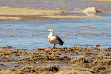 Andean Goose in the Eduardo Avaroa National Reserve, Bolivian desert region.