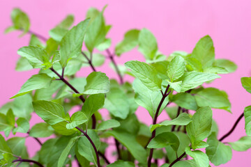Fresh mint on pink background.