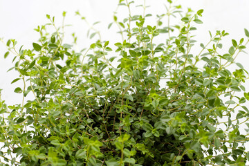 Obraz premium Fresh lemon thyme on white background.