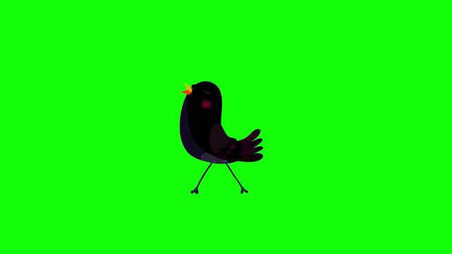 Ouzel black bird cartoon animation character greenbox non stop walking. Blinking eyes, opening bill, seamless loop behaviour.