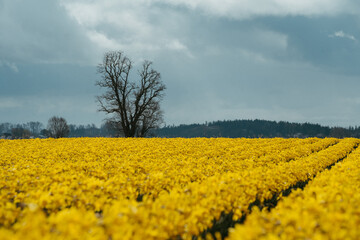 Obraz premium Daffodil field in spring in Skagit Valley