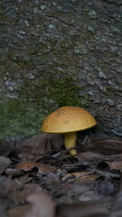 mushroom